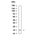 U-Blot® LGALS14 Rabbit Monoclonal Antibody – Figure 1 of 1