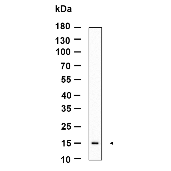 U-Blot® LGALS14 Rabbit Monoclonal Antibody – Figure 1 of 1