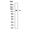 U-Blot® MS4A14 Rabbit Monoclonal Antibody – Figure 1 of 1
