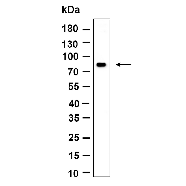 U-Blot® MS4A14 Rabbit Monoclonal Antibody – Figure 1 of 1