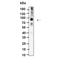U-Blot® ALDH16A1 Rabbit Monoclonal Antibody – Figure 1 of 1