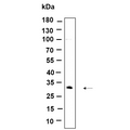 U-Blot® CDIN1 Rabbit Monoclonal Antibody – Figure 1 of 1