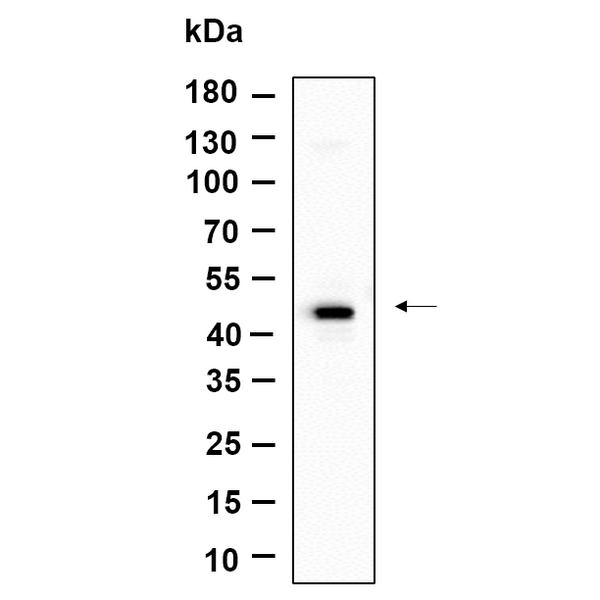 U-Blot® GPR182 Rabbit Monoclonal Antibody – Figure 1 of 1