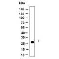 U-Blot® CTRP2 Rabbit Monoclonal Antibody – Figure 1 of 1