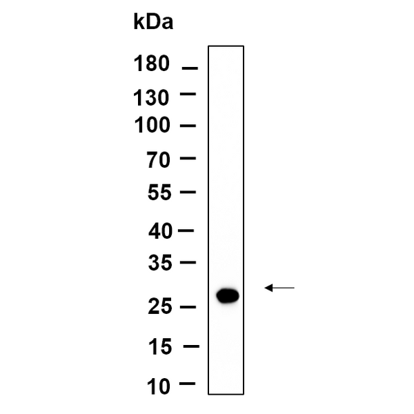 U-Blot® CTRP2 Rabbit Monoclonal Antibody – Figure 1 of 1