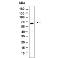 U-Blot® BAT5 Rabbit Monoclonal Antibody – Figure 1 of 1