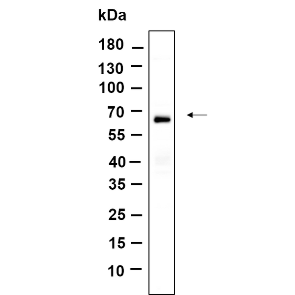 U-Blot® BAT5 Rabbit Monoclonal Antibody – Figure 1 of 1