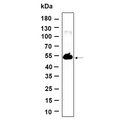 U-Blot® TMEM161B Rabbit Monoclonal Antibody – Figure 1 of 1