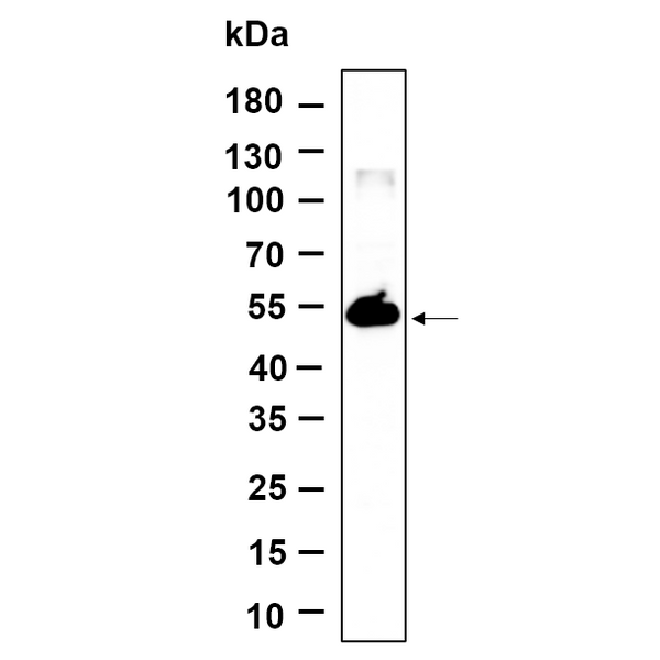 U-Blot® TMEM161B Rabbit Monoclonal Antibody – Figure 1 of 1