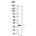 U-Blot® SYPL1 Rabbit Monoclonal Antibody – Figure 1 of 1