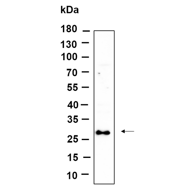 U-Blot® SYPL1 Rabbit Monoclonal Antibody – Figure 1 of 1