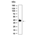 U-Blot® DBX2 Rabbit Monoclonal Antibody – Figure 1 of 1