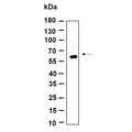 U-Blot® GMEB1 Rabbit Monoclonal Antibody – Figure 1 of 1