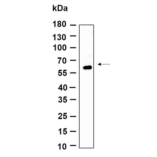 U-Blot® GMEB1 Rabbit Monoclonal Antibody – Figure 1 of 1
