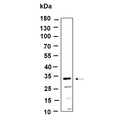 U-Blot® MTX3 Rabbit Monoclonal Antibody – Figure 1 of 1