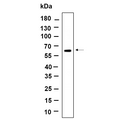 U-Blot® POC5 Rabbit Monoclonal Antibody (PT1101R) – Figure 1 of 1