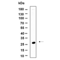 U-Blot® NAG-2 Rabbit Monoclonal Antibody – Figure 1 of 1