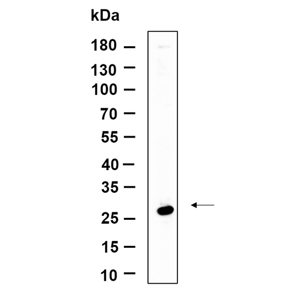 U-Blot® NAG-2 Rabbit Monoclonal Antibody – Figure 1 of 1
