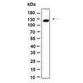 U-Blot® MLLT6 Rabbit Monoclonal Antibody – Figure 1 of 1