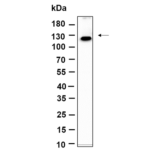 U-Blot® MLLT6 Rabbit Monoclonal Antibody – Figure 1 of 1