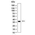 U-Blot® OXGR1 Rabbit Monoclonal Antibody – Figure 1 of 1