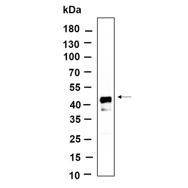 U-Blot® DNAJA4 Rabbit Monoclonal Antibody – Figure 1 of 1