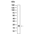 U-Blot® RAB7B Rabbit Monoclonal Antibody – Figure 1 of 1
