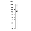 U-Blot® HSPA12A Rabbit Monoclonal Antibody – Figure 1 of 1