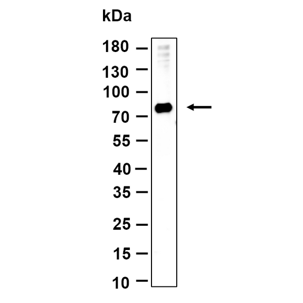 U-Blot® HSPA12A Rabbit Monoclonal Antibody – Figure 1 of 1