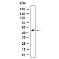 U-Blot® DPS1 Rabbit Monoclonal Antibody – Figure 1 of 1