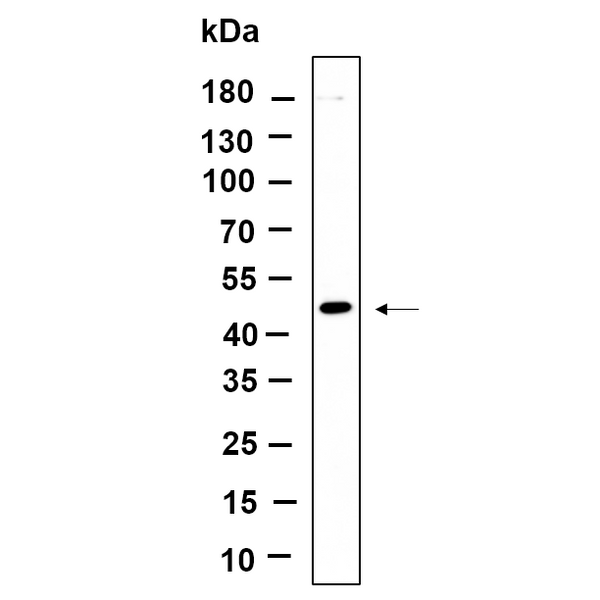 U-Blot® DPS1 Rabbit Monoclonal Antibody – Figure 1 of 1