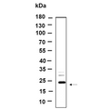 U-Blot® LHFPL5 Rabbit Monoclonal Antibody – Figure 1 of 1