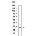 U-Blot® KLLN Rabbit Monoclonal Antibody – Figure 1 of 1