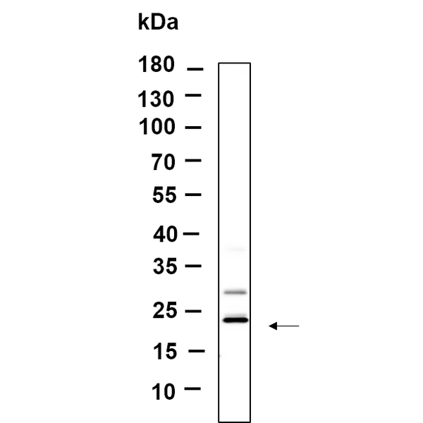 U-Blot® KLLN Rabbit Monoclonal Antibody – Figure 1 of 1