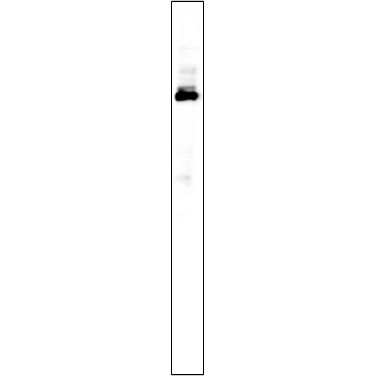 U-Blot® BRAT1 Rabbit Monoclonal Antibody (PT1113R) – Figure 1 of 1