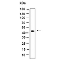 U-Blot® TPST2 Rabbit Monoclonal Antibody – Figure 1 of 1