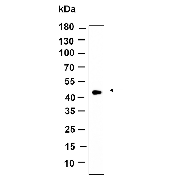 U-Blot® TPST2 Rabbit Monoclonal Antibody – Figure 1 of 1