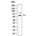 U-Blot® HspA14 Rabbit Monoclonal Antibody – Figure 1 of 1