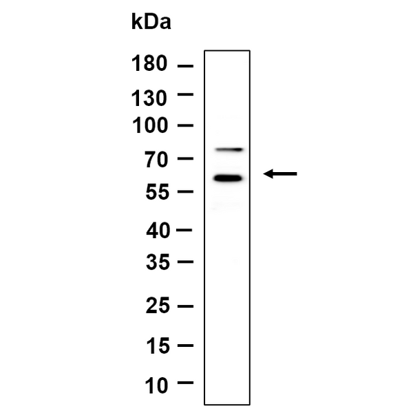 U-Blot® HspA14 Rabbit Monoclonal Antibody – Figure 1 of 1