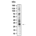 U-Blot® ALKBH2 Rabbit Monoclonal Antibody – Figure 1 of 1