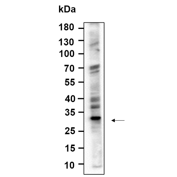 U-Blot® ALKBH2 Rabbit Monoclonal Antibody – Figure 1 of 1