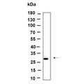 U-Blot® FRAT1 Rabbit Monoclonal Antibody – Figure 1 of 1