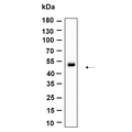 U-Blot® TMEM43 Rabbit Monoclonal Antibody – Figure 1 of 1