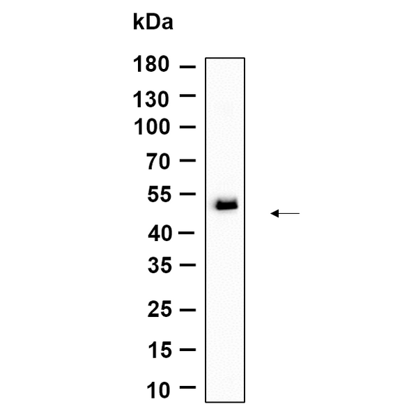 U-Blot® TMEM43 Rabbit Monoclonal Antibody – Figure 1 of 1