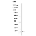 U-Blot® NOP10 Rabbit Monoclonal Antibody – Figure 1 of 1