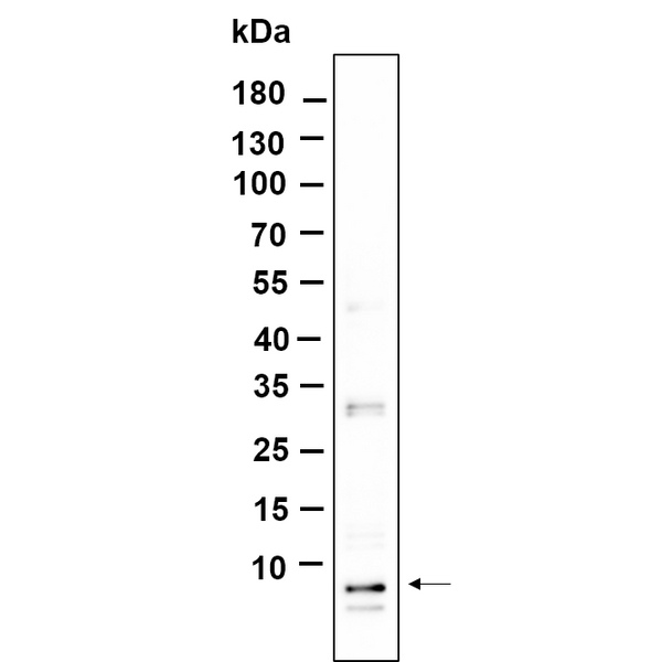 U-Blot® NOP10 Rabbit Monoclonal Antibody – Figure 1 of 1