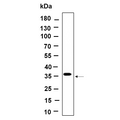 U-Blot® BSND Rabbit Monoclonal Antibody – Figure 1 of 1