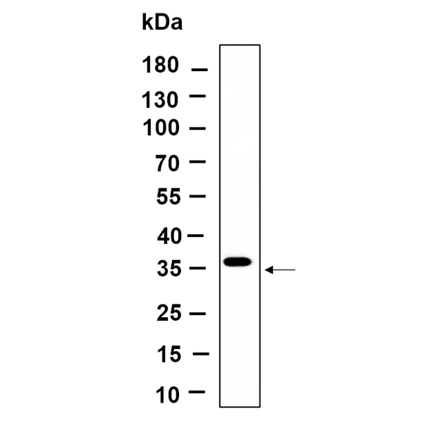 U-Blot® BSND Rabbit Monoclonal Antibody – Figure 1 of 1