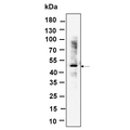 U-Blot® RGS6 Rabbit Monoclonal Antibody – Figure 1 of 1