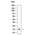 U-Blot® CLEC2B Rabbit Monoclonal Antibody – Figure 1 of 1
